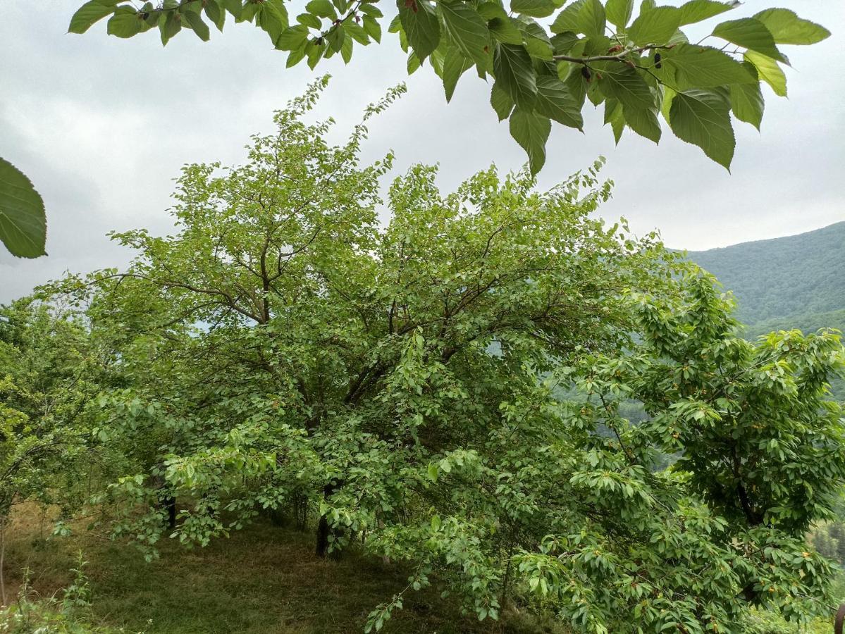 Green Garden Ijevan Exterior foto